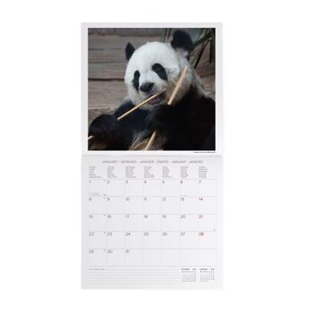 Calendrier 2024 Panda 3