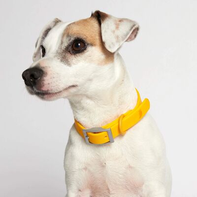 Rose yellow dog collar