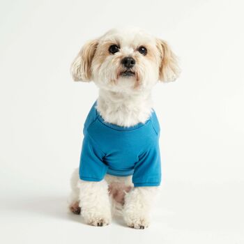 T-shirt bleu Imi en coton bio pour chien 1