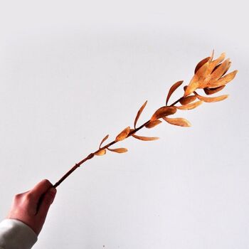Compositions florales - Protea marron - 74cm - Fleurs artificielles 6