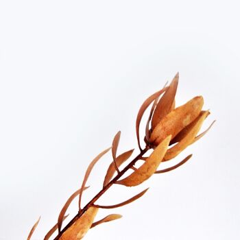 Compositions florales - Protea marron - 74cm - Fleurs artificielles 7