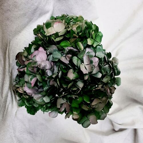 Tête Hortensia stabilisée - Bicolore Vert/Rose