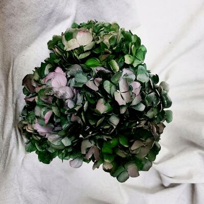 Stabilized Hydrangea head - Two-tone Green/Pink