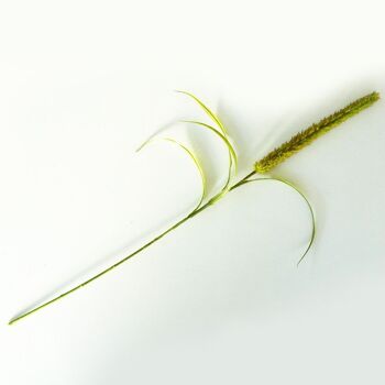Décoration florale - Queue de chat vert - 94cm - Fleurs artificielles 6