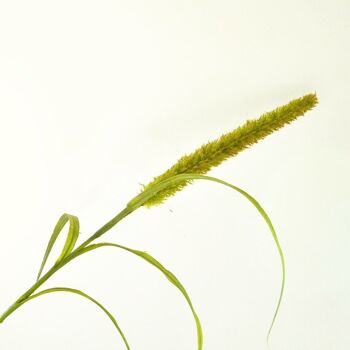 Décoration florale - Queue de chat vert - 94cm - Fleurs artificielles 8