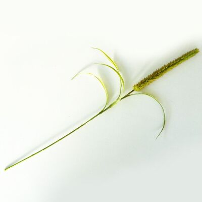 Floral decoration - Green cat tail - 94cm - Artificial flowers