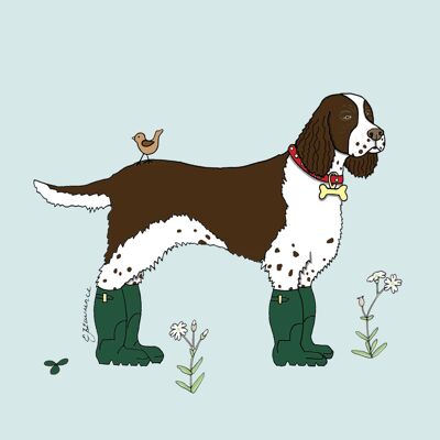 Sportlicher Spaniel