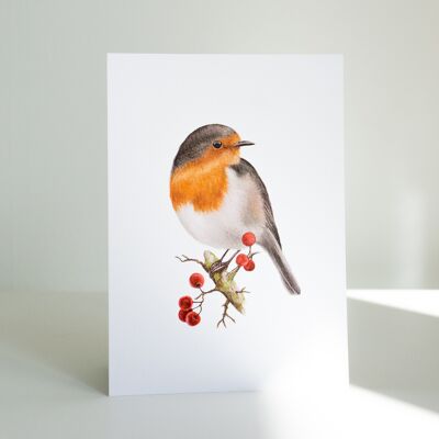Carte postale rouge-gorge, illustration aquarelle, DIN A6, durable