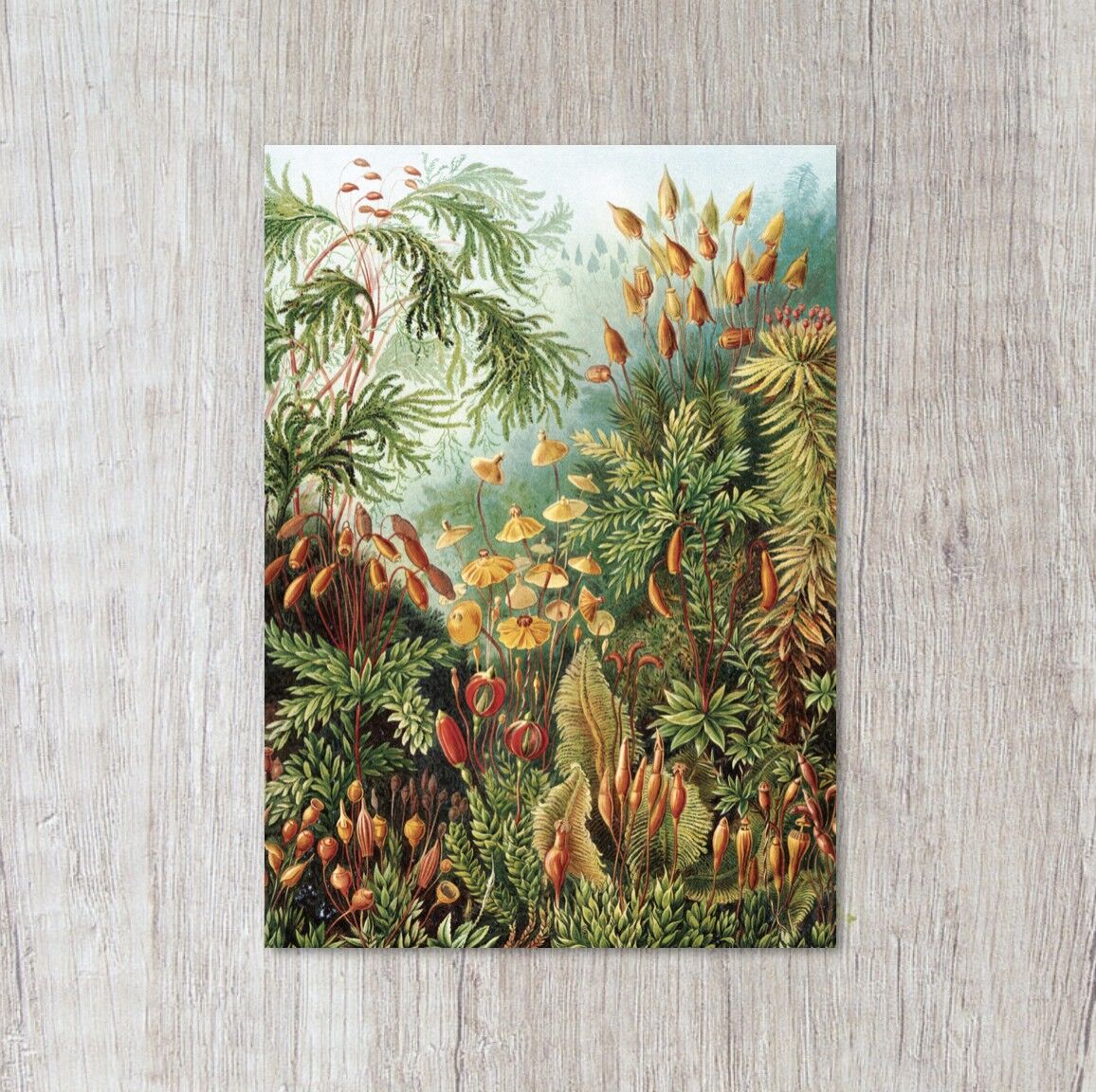 Muscinae - Polytrichum