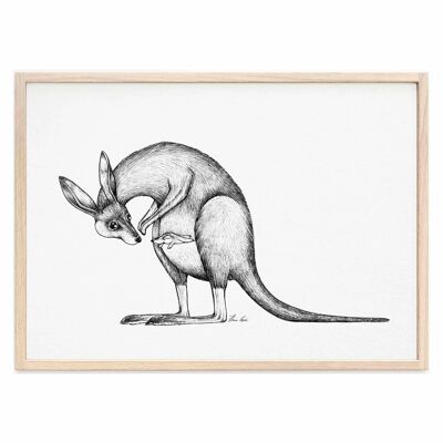 Art Print [Fine Art Paper] - Kangaroos - A3