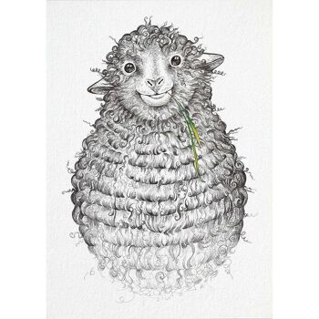 Carte postale [papier bambou] - Wollfried (mouton) 5