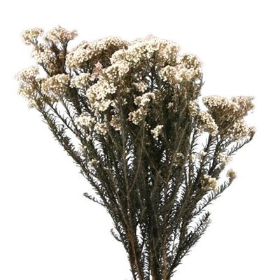 PRESERVED RICE FLOWER