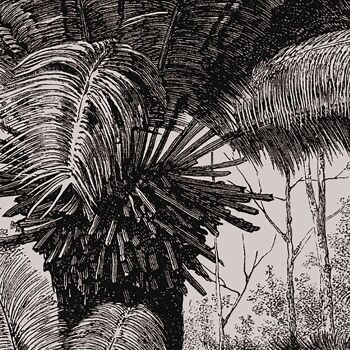 Tenture murale de la jungle de la forêt tropicale des palmiers 3