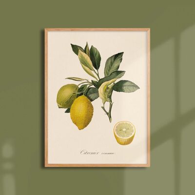 Poster 30x40 - Gewöhnlicher Zitronenbaum
