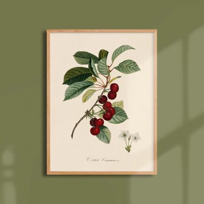 30x40 poster - Common cherry