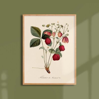 Poster 30x40 - Erdbeere aus Montreuil