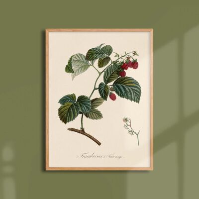 Poster 30x40 - Raspberry with red fruit