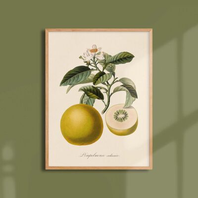 30x40 Poster - Gewöhnliche Grapefruit