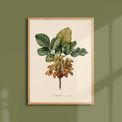 Poster 30x40 - Pistachio fruit