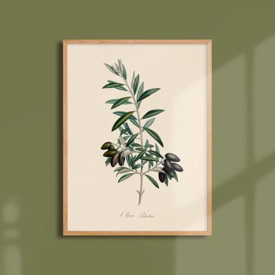 Affiche 30x40 - Olive picholine
