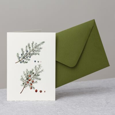 Juniper Greeting Card+Envelope, Botanical Christmas