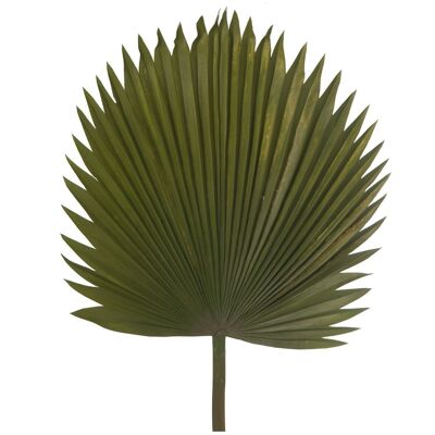 HOJA PALMERA POLIESTER VERDE _117CM LL27843