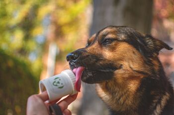 Doggpumper Green - distributeur de nourriture pour chien pour le dressage. Livraison dosée et hygiénique. 4