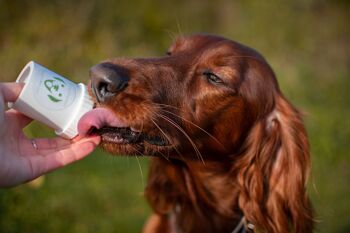 Doggypumper turquoise - distributeur de récompenses pour chiens et animaux domestiques. Dosez avec votre pouce. 2