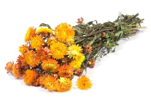 HELICHRYSUM SECO