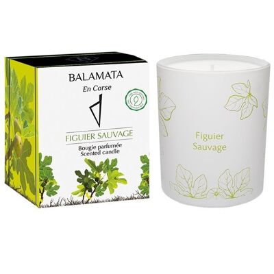 Wild Fig Tree - Scented Candle - 200G - In Corsica
