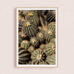Photographie - Cactus