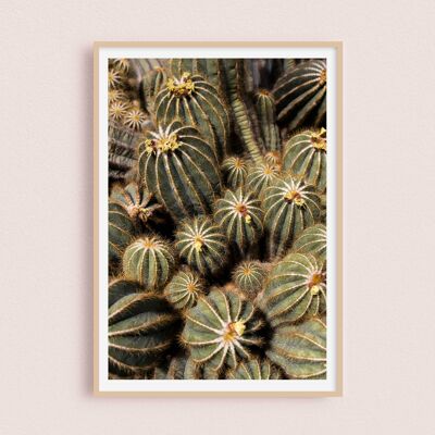 Affiche / Photographie - Cactus 30x40cm