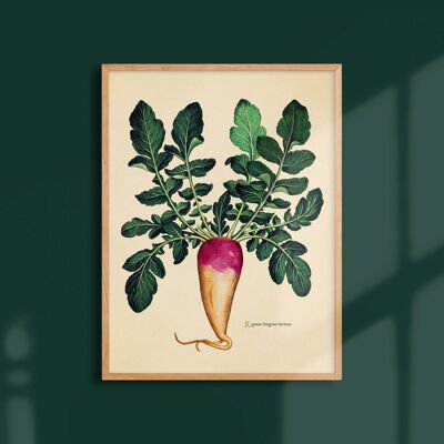 Poster 30x40 - Palatinate pink turnip