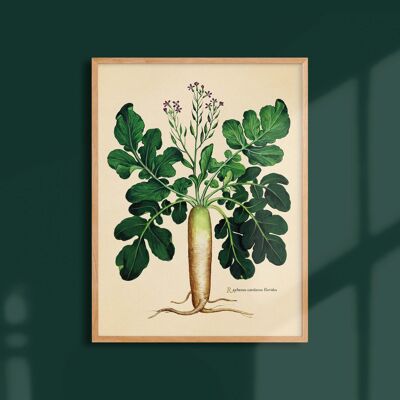 Poster 30x40 - Ravanello invernale con colletto verde