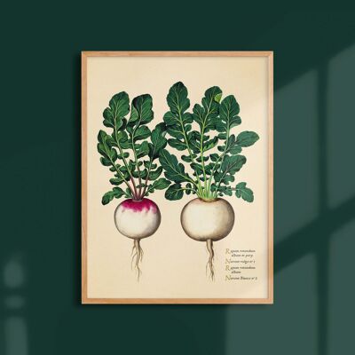 Poster 30x40 - Round turnips