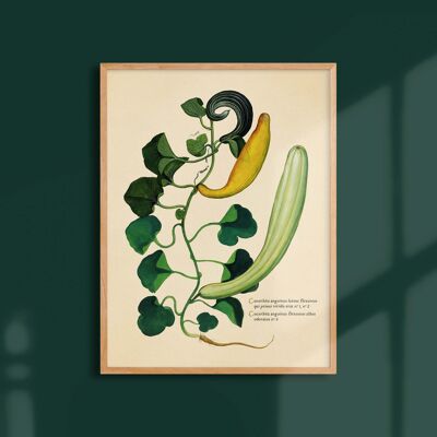 Poster 30x40 - Cucurbitaceae