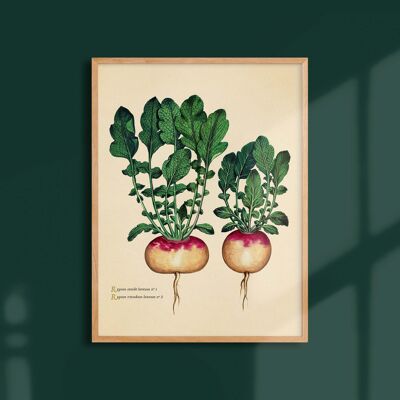 Poster 30x40 - Golden ball turnips
