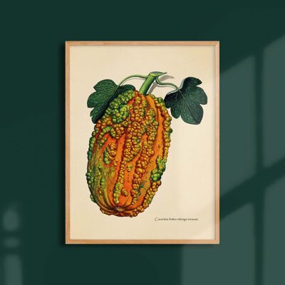 30x40 poster - Butternut squash from Morocco