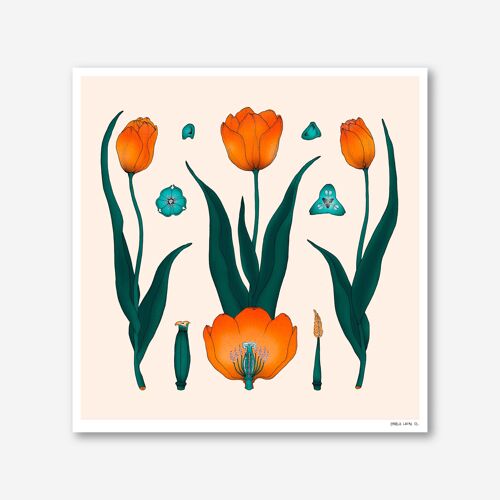 Tulipe