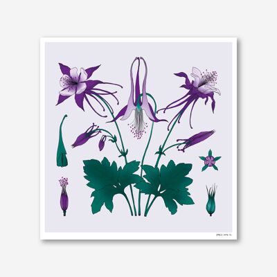 Columbine