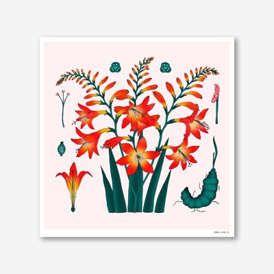 crocosmia