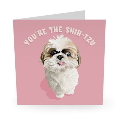 Central 23 - YOU’RE THE SHIH-TZU