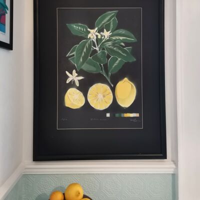 'Citrus Limon' - Original Limited Edition Painting