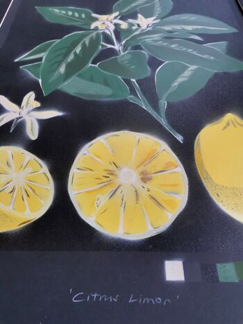 'Citrus Limon' - Peinture originale en édition limitée 5