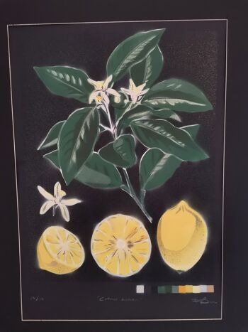 'Citrus Limon' - Peinture originale en édition limitée 7