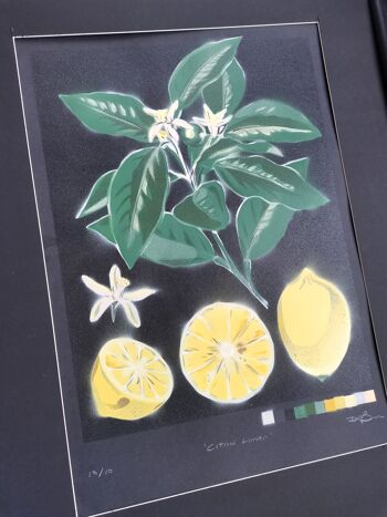 'Citrus Limon' - Peinture originale en édition limitée 13