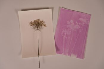Kit rosatype DIY - Moyen format. Comme le cyanotype mais en rose ! 3