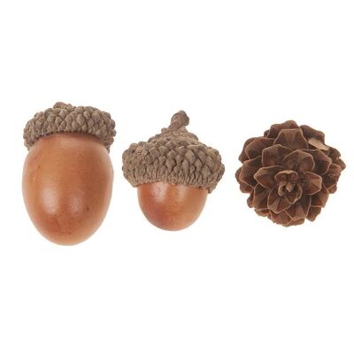 Acorn nut sorted 2-4 cm brown