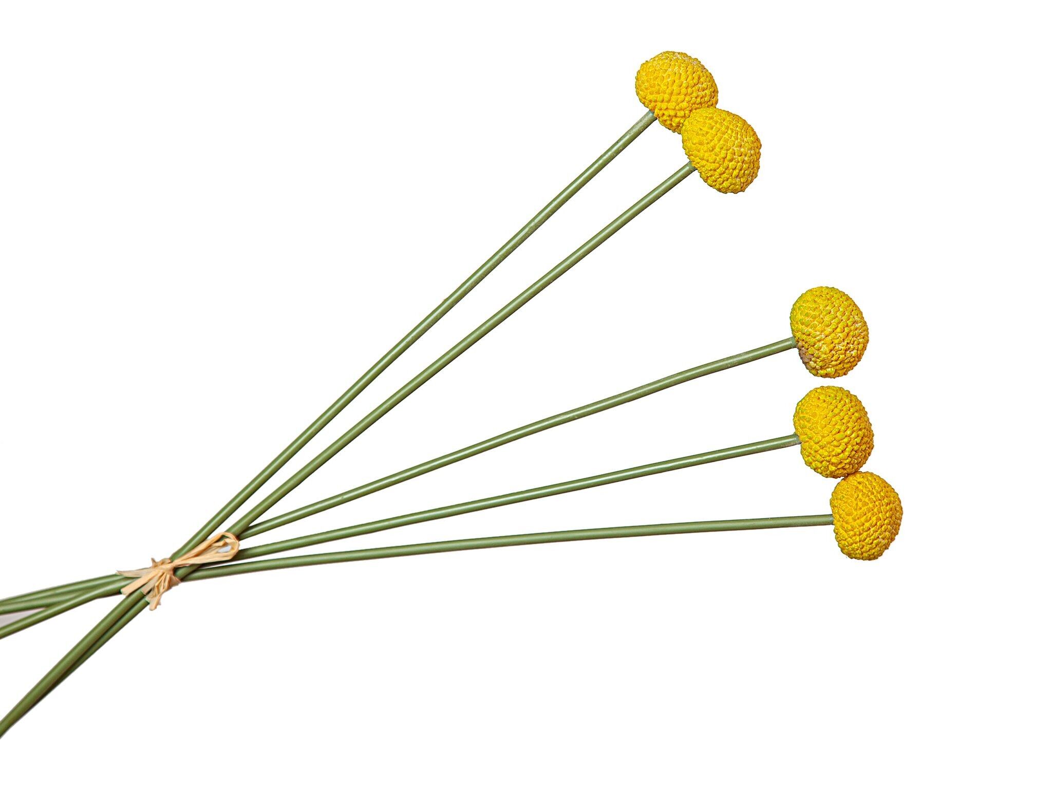 CRASPEDIA SENF POLYESTER POSITION HM92105