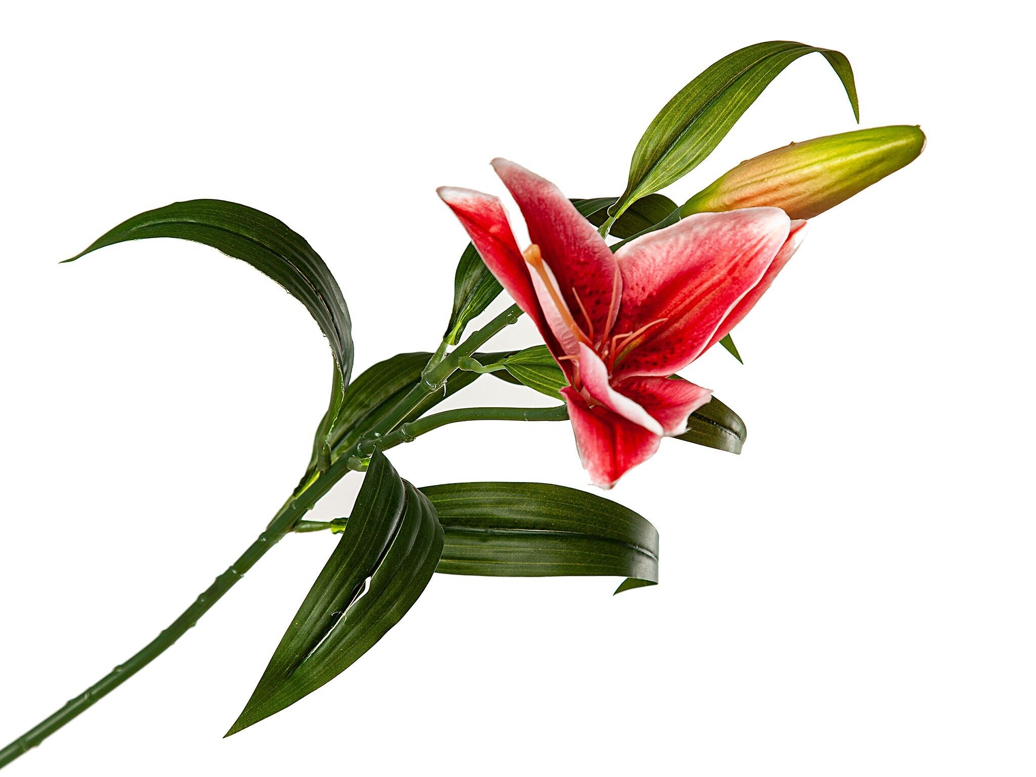 FUCHSIA LILIENBLUME PVC HM92212